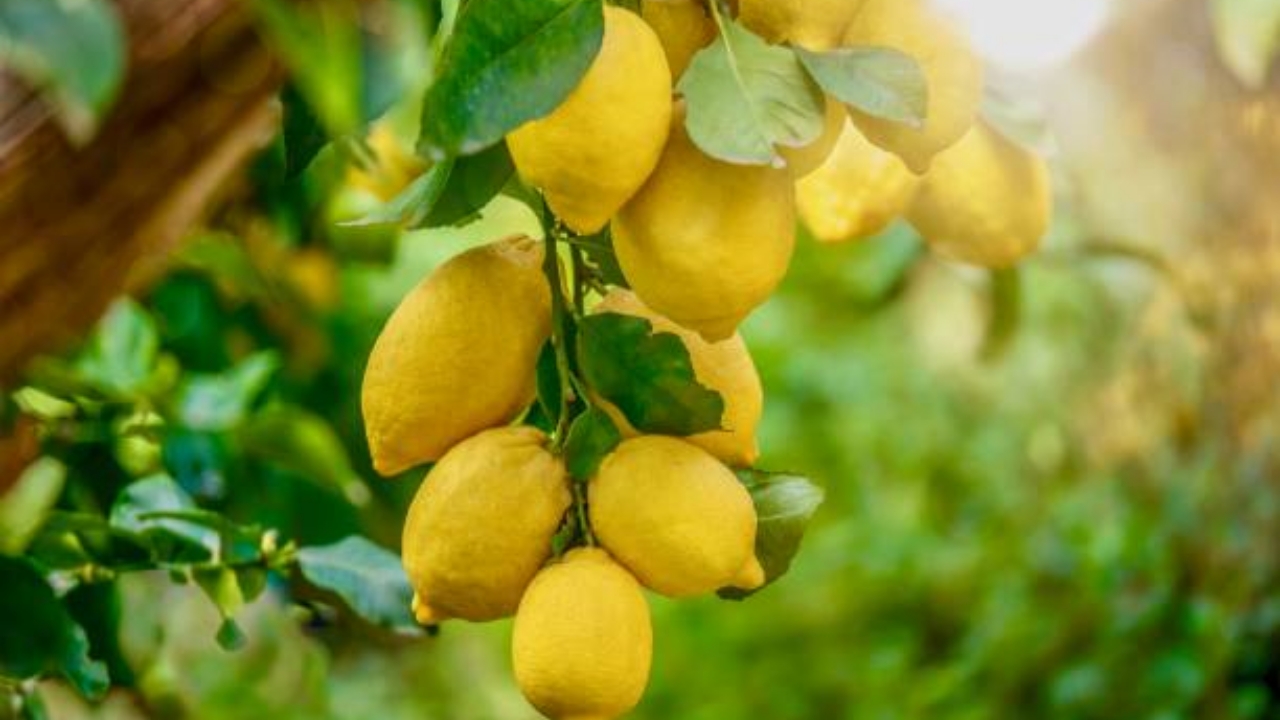 pianta di limone femminello