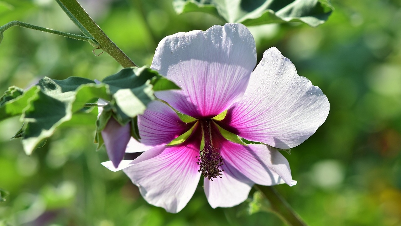 fiore di malva