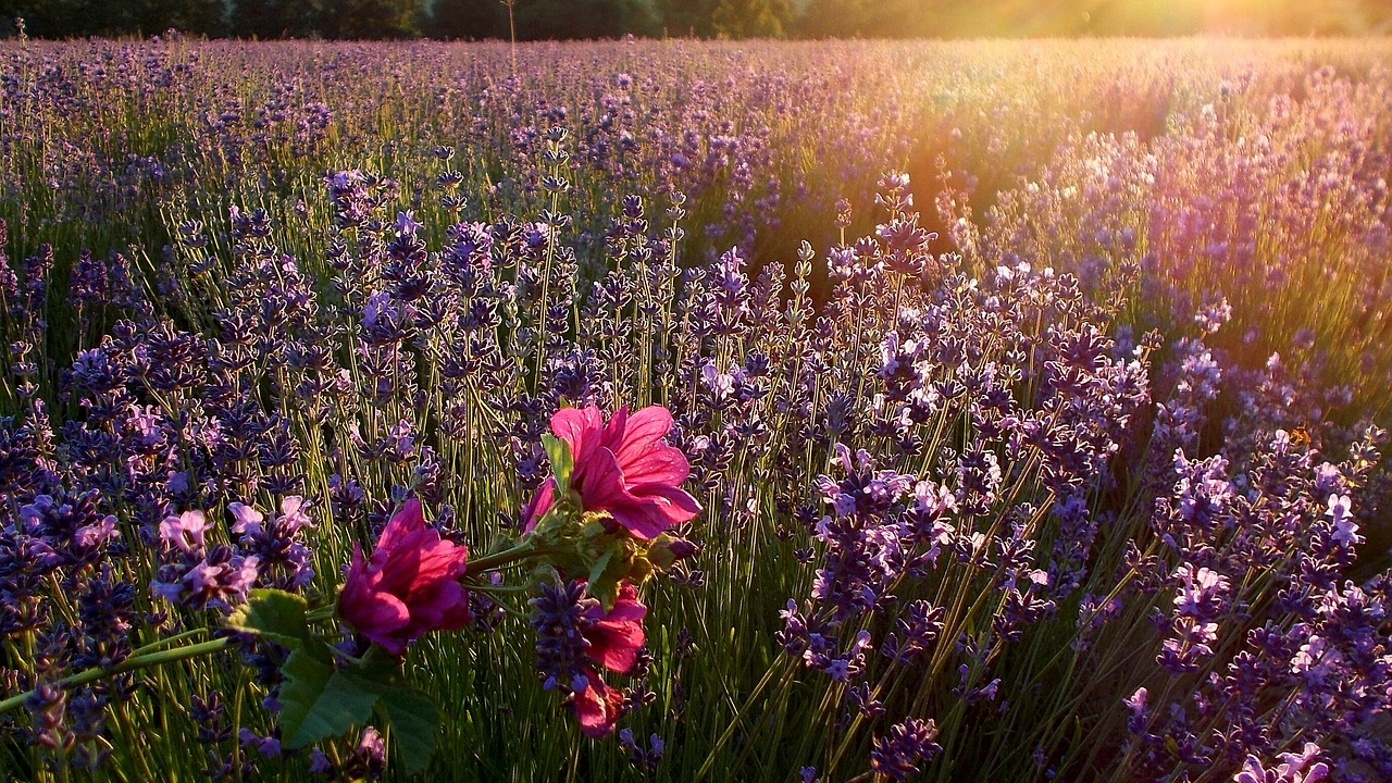 campo di malva