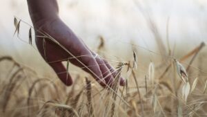 Nebbia delle piante, malattia dal nome poetico, ma che può essere assai pericolosa per le graminacee