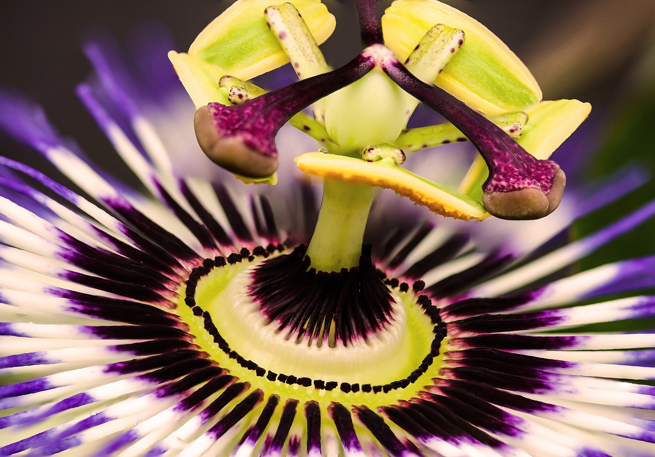 fiore di passiflora