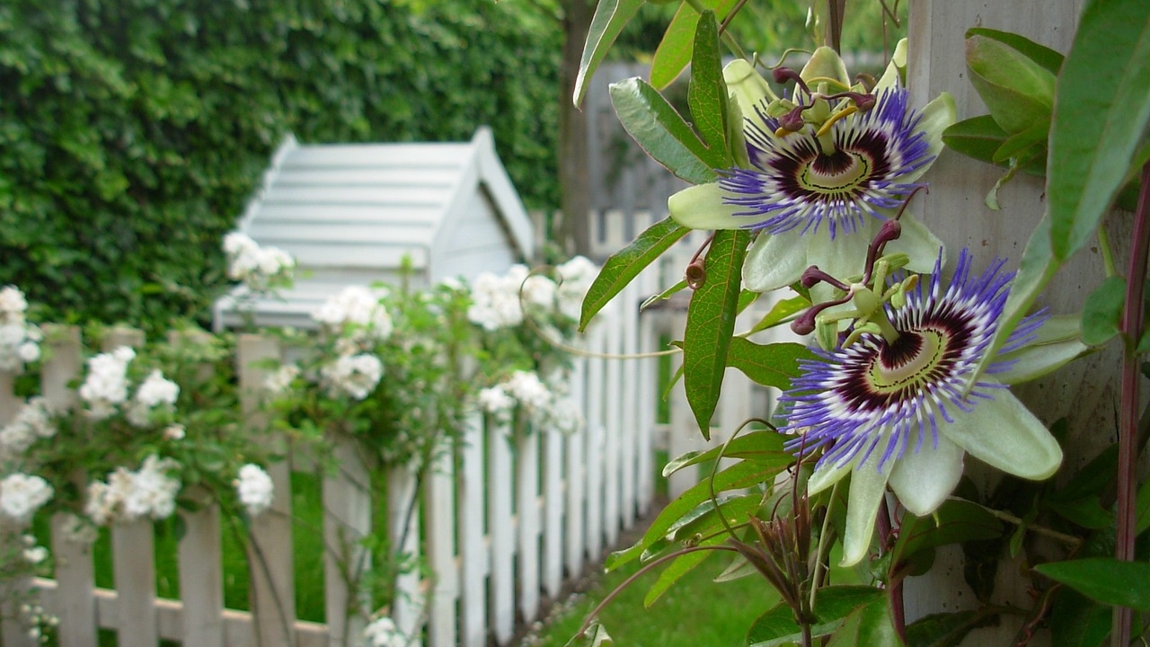 pianta di passiflora