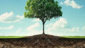 Qual è la scelta migliore per piantare gli alberi: una buca rotonda o quadrata… e perché?