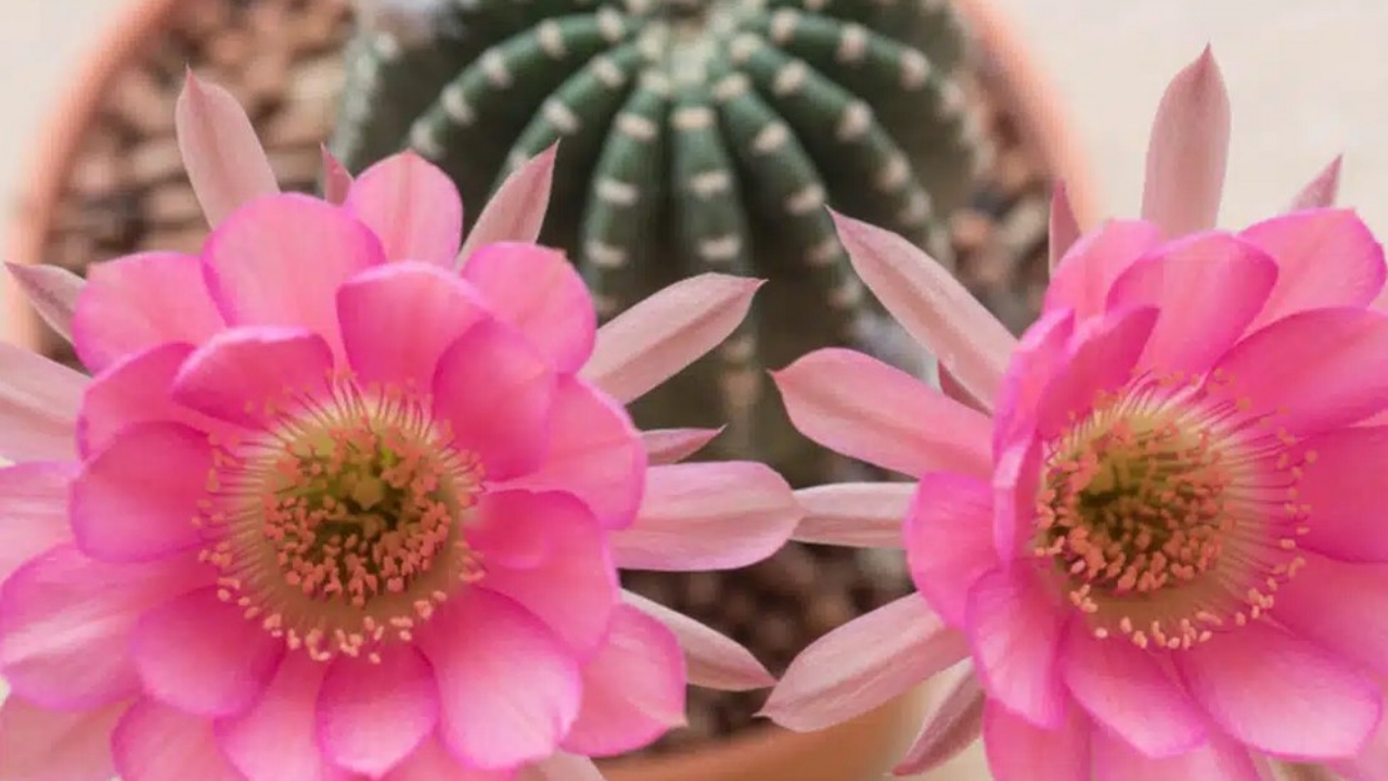 fiori di echinopsis