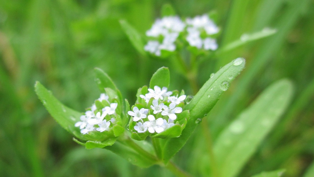 valeriana locusta