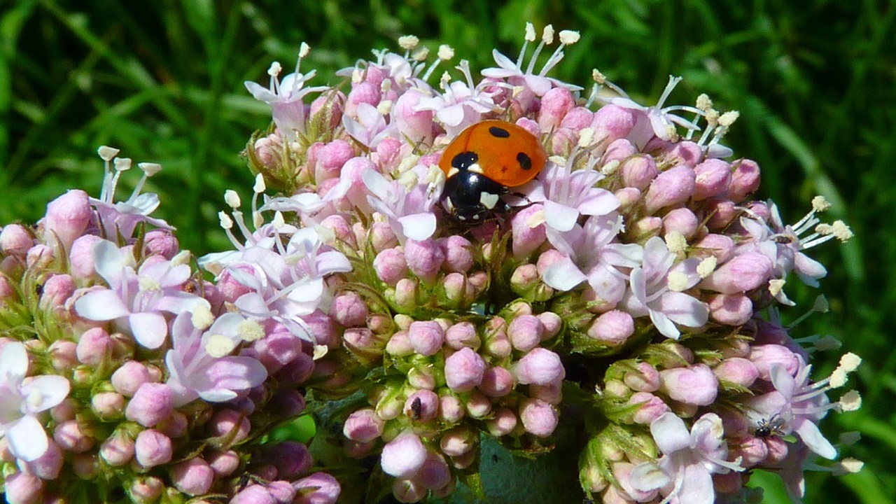 valeriana officinalis