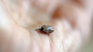 Come eliminare le zecche dal giardino? Il trucco a portata di tutti