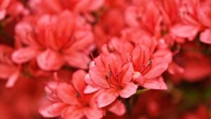 Azalea: cura, caratteristiche e significato