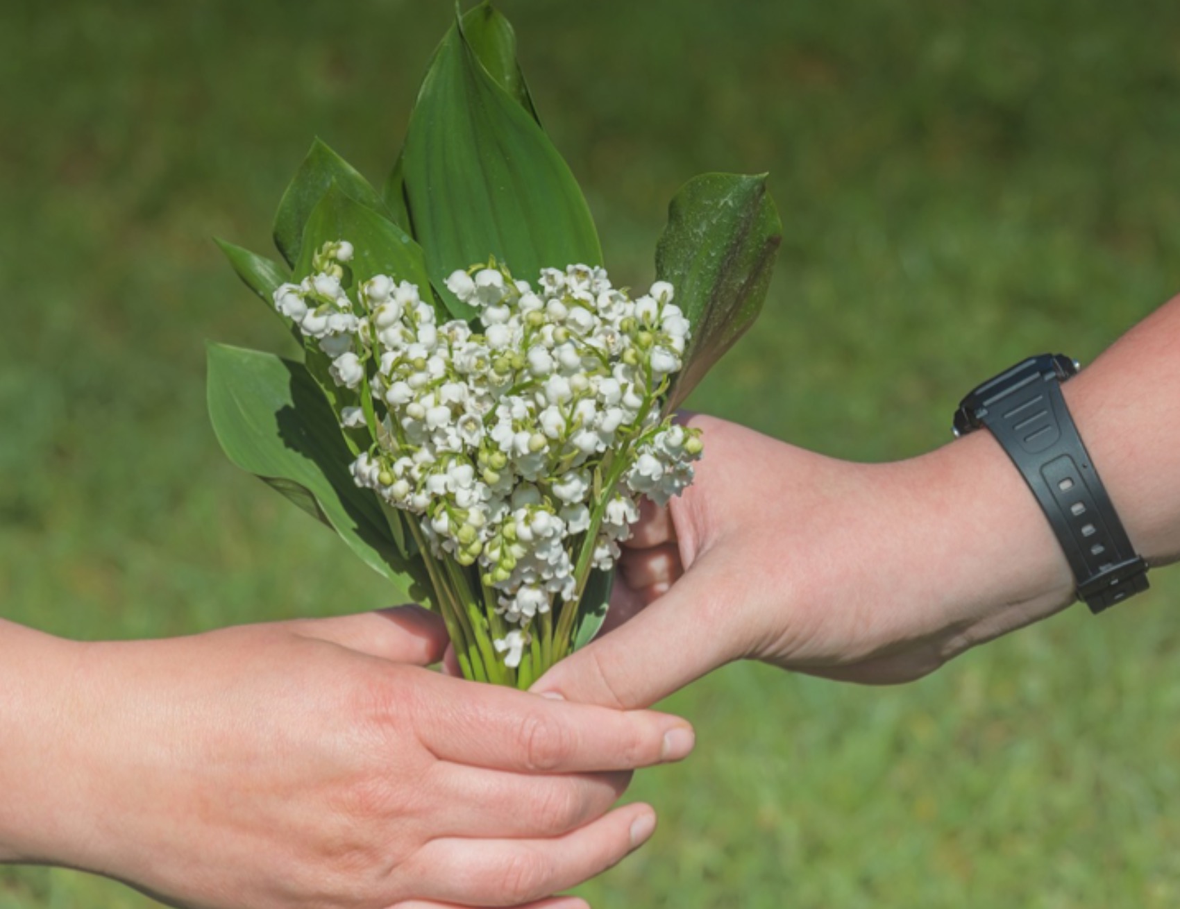 Regalo fiorito