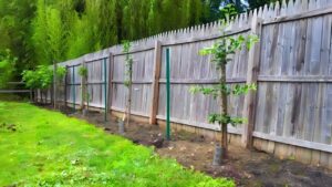 A che distanza dalla recinzione del vicino si possono piantare gli alberi? La legge è chiara