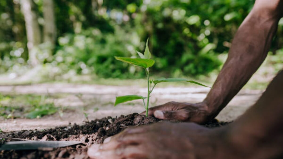 Quando E Come Piantare Gli Alberi Da Frutto Il Consiglio Che Pochi