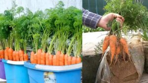 Come coltivare le carote in casa in contenitore partendo da una singola carota