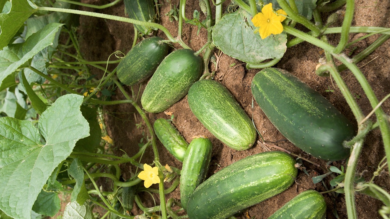 cetrioli pianta