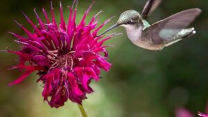 Come attirare i colibrì con le piante : 4 fiori che loro amano