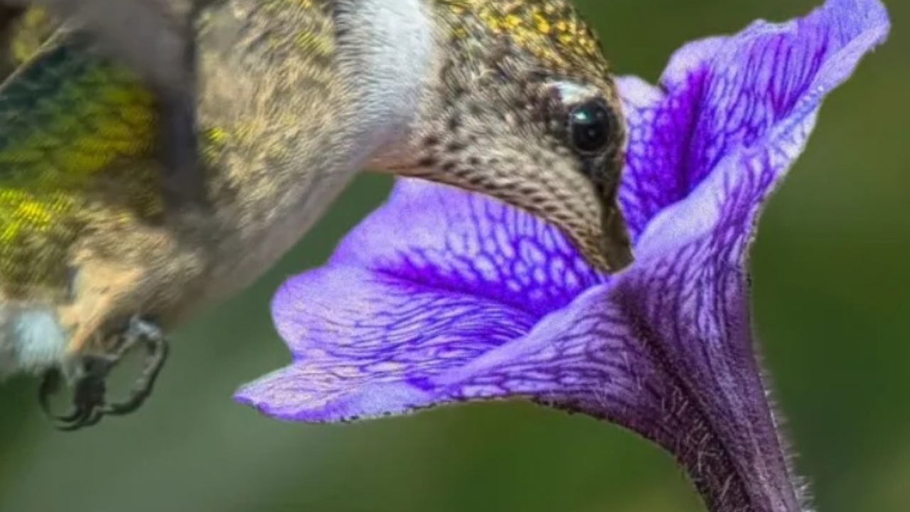 colibrì sul nettare