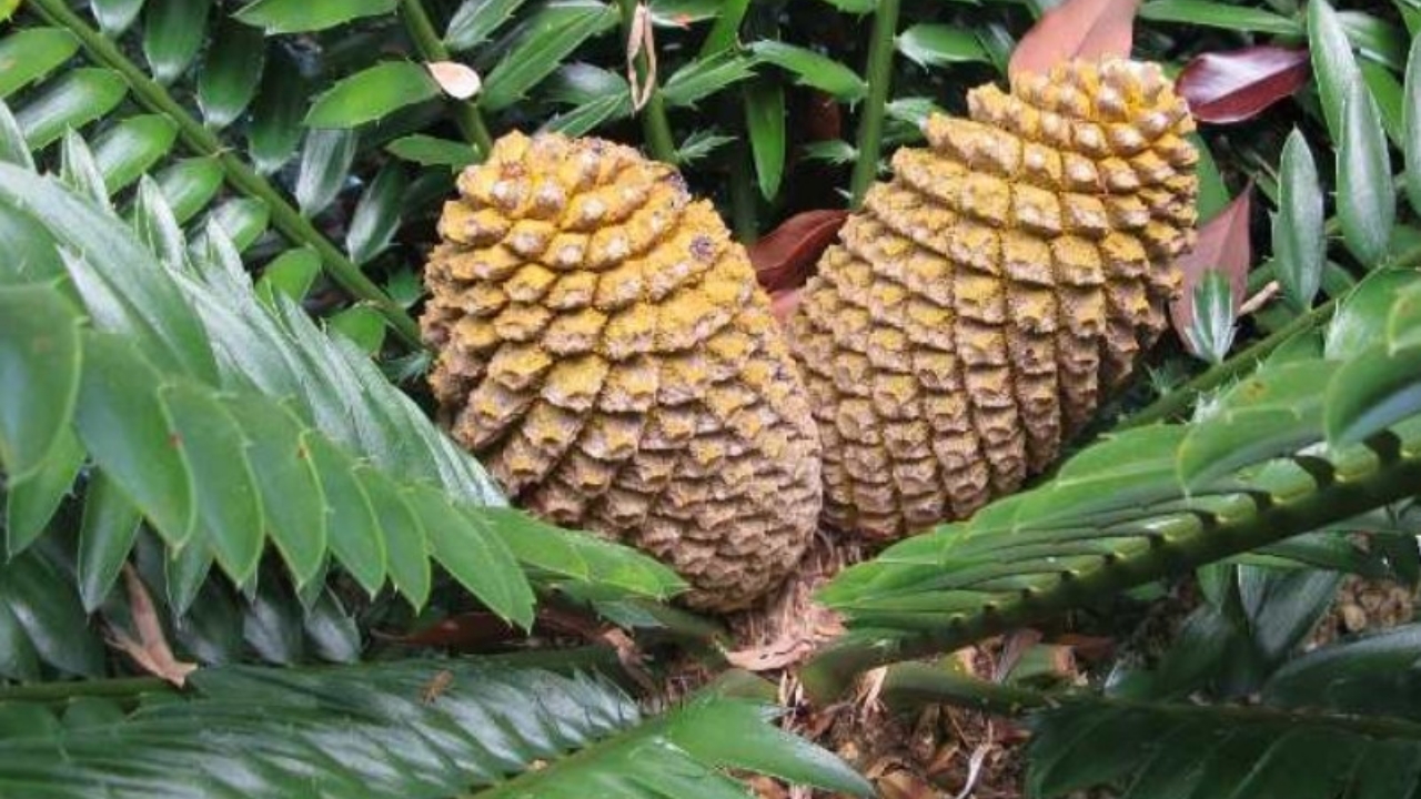 cycas sane