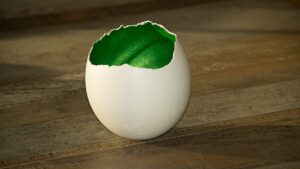 Come realizzare decorazioni di Pasqua a base di uova e piante succulente