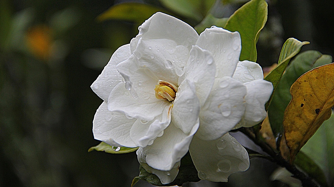 gardenia insonnia