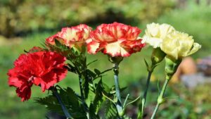 Garofani, il significato dei colori nel linguaggio dei fiori