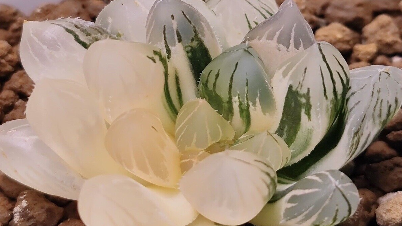 haworthia cooperi rose gold