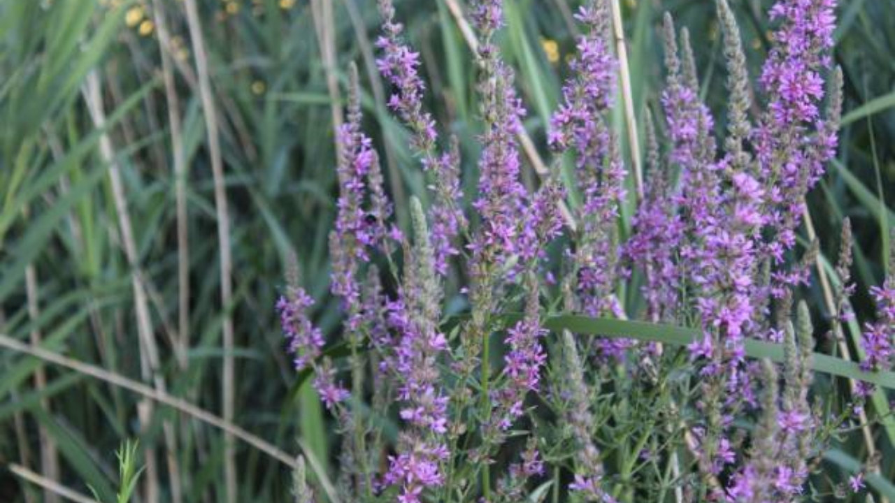 campo di lavandula 