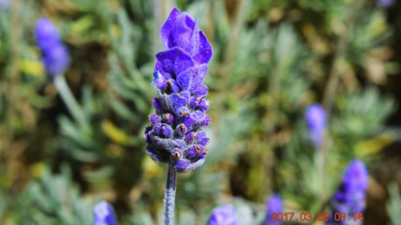 fiore di lavandula