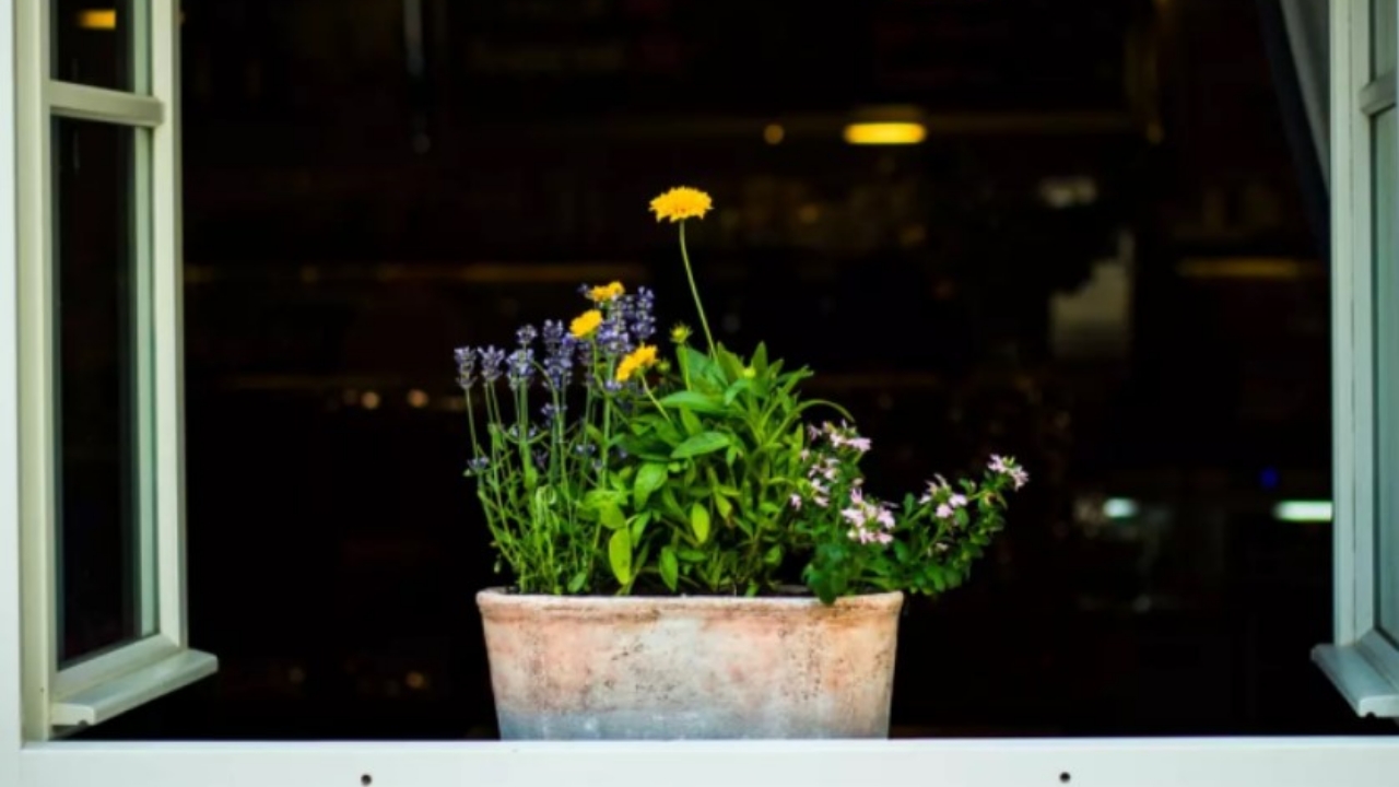 vaso di lavandula 