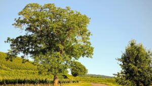 La maledizione del noce: perché non bisogna dormire sotto un albero di noci?