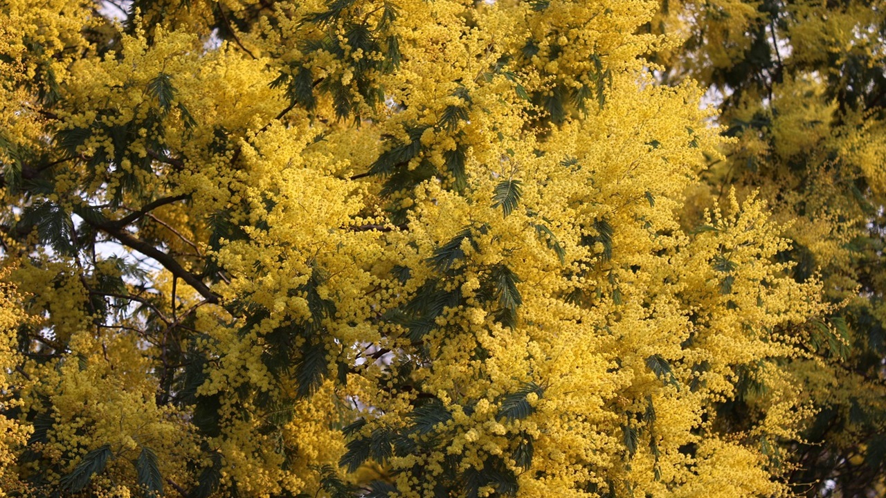 mimose malattie