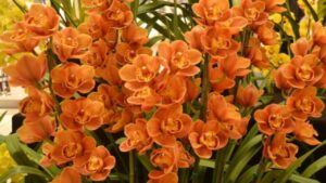 Orchidee Cymbidium, come prendersi cura di questa pianta per ottenere fiori straordinari