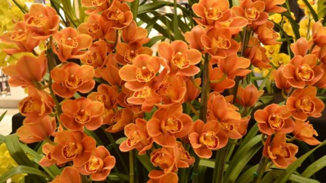 orchidee Cymbidium