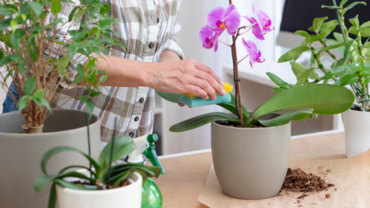 orchidee e fertilizzante