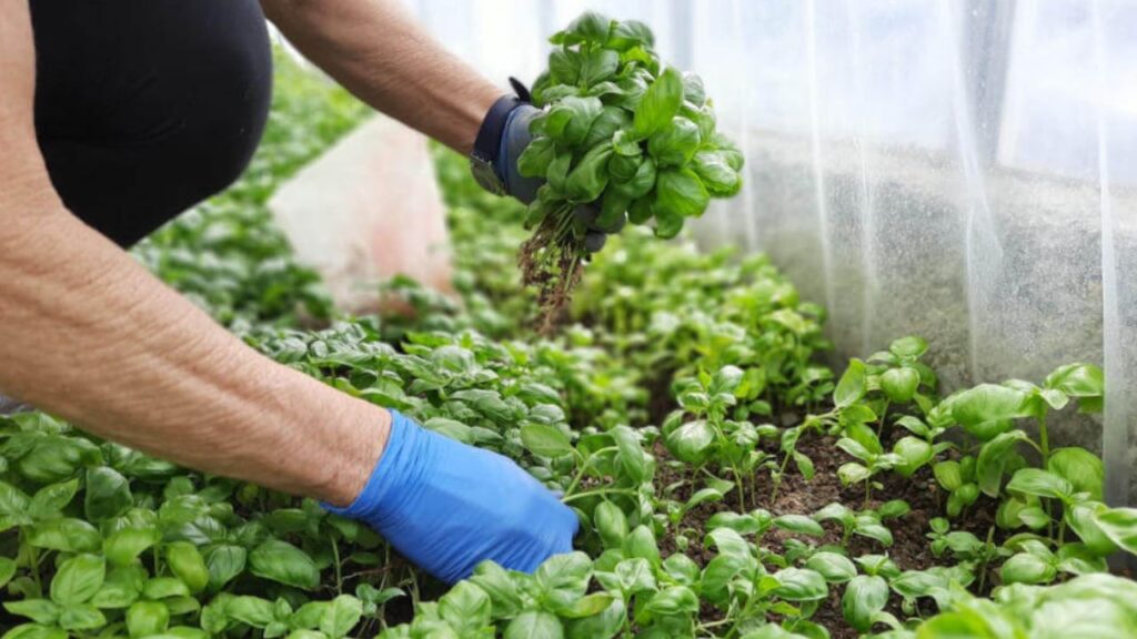 persona che si cimenta nell'agricoltura