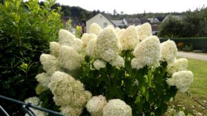 L’Ortensia paniculata farà risplendere il giardino per tutto l’anno: una guida per prendersene cura