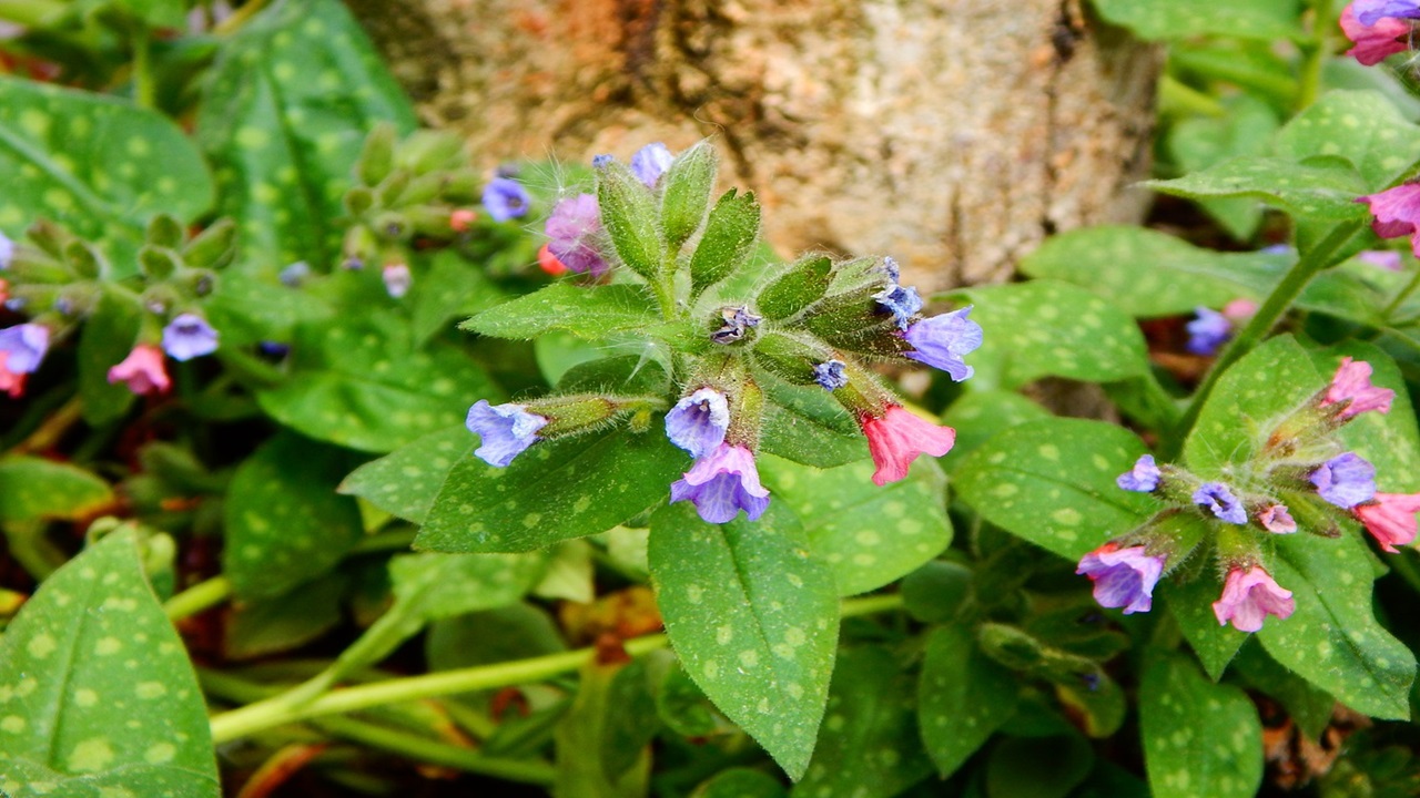 polmonaria fiori