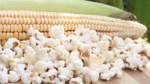 Come coltivare i popcorn in giardino: alcuni semplici segreti