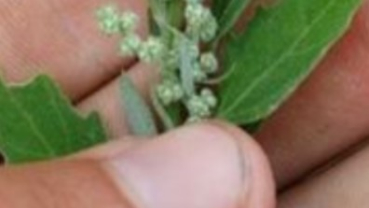 fiore di quarti di agnello