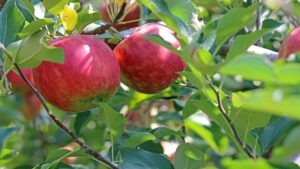 Come avere mele tutto l’anno prendendosi cura delle radici dell’albero