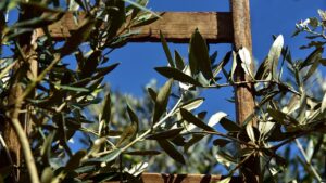 Perché ulivo e palme sono i simboli della Pasqua?