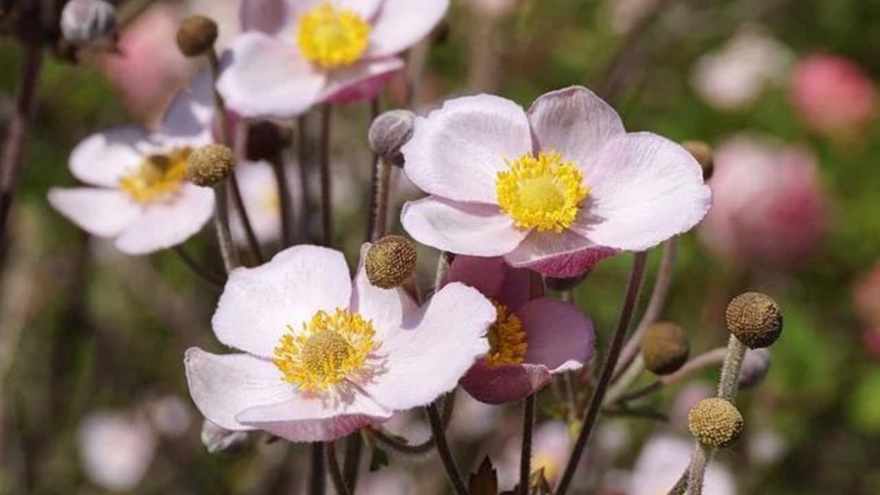 Le caratteristiche dell'anemone