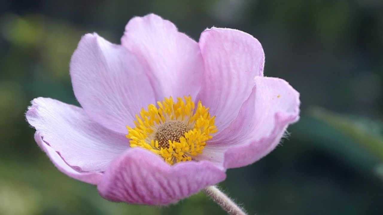 Come prendersi cura dell'anemone