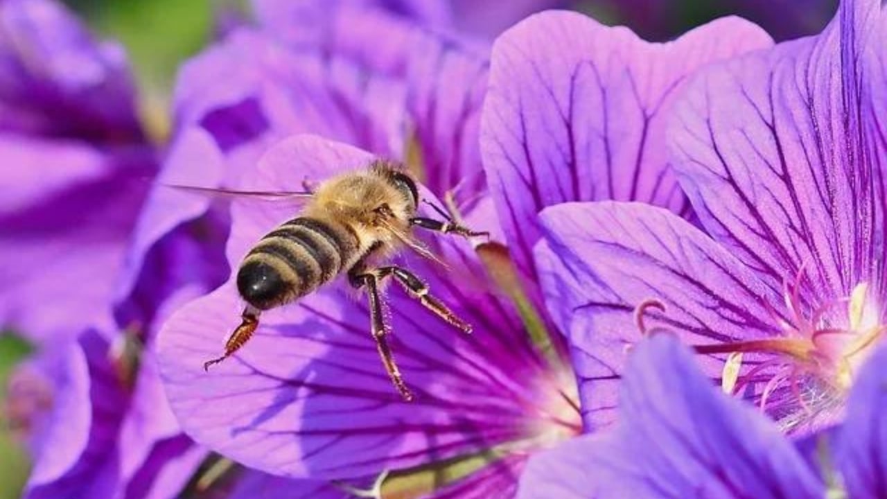 I benefici del balsamo d'api