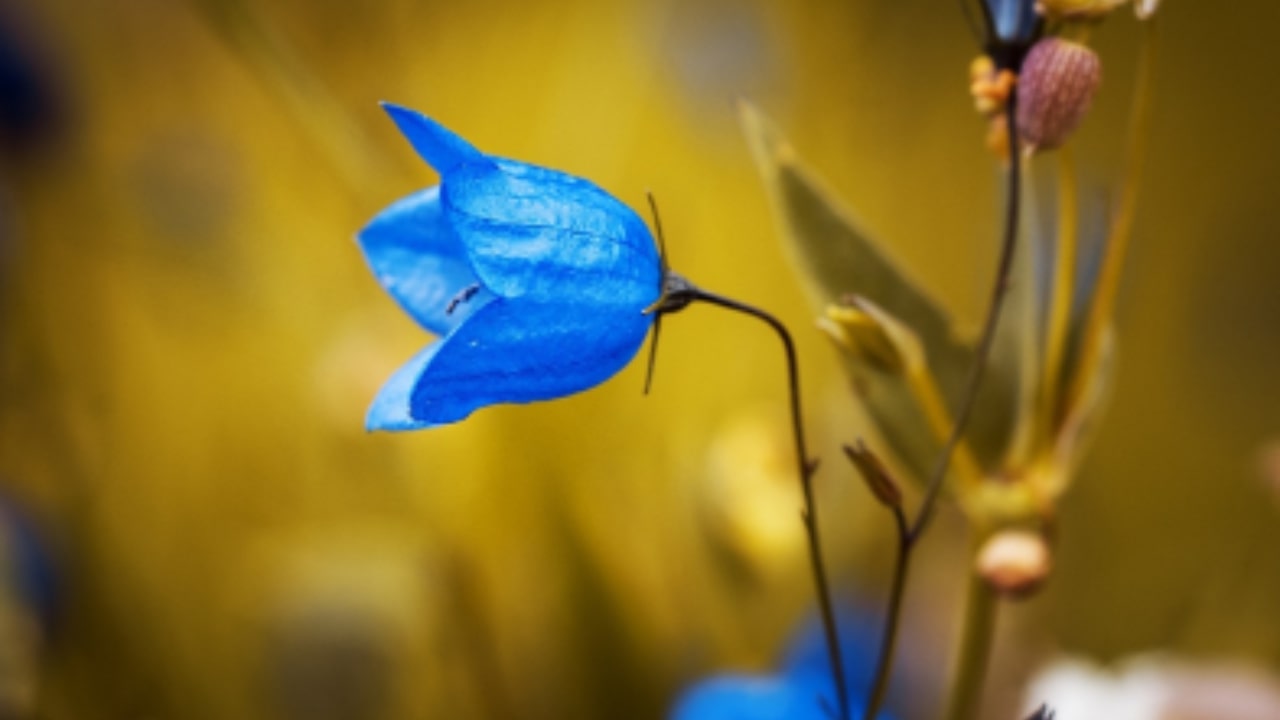 Le caratteristiche della Campanula