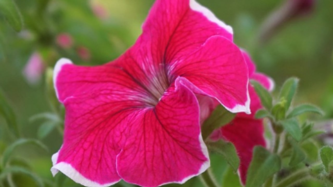 Come prendersi cura della Campanula