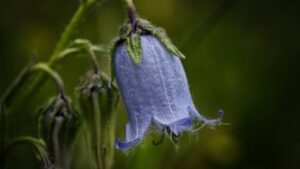 La Campanula: conosci il suo significato? Cura e coltivazione del fiore della speranza