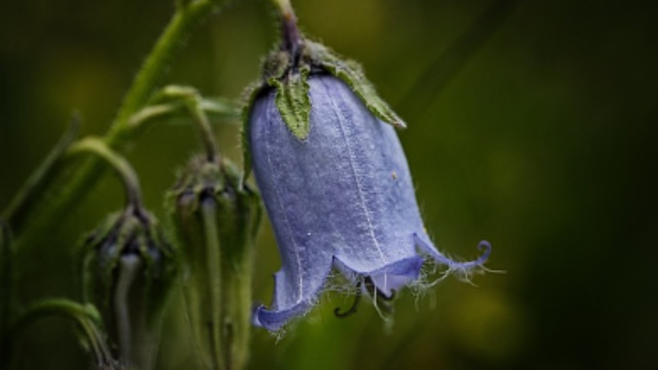 La leggenda della Campanula