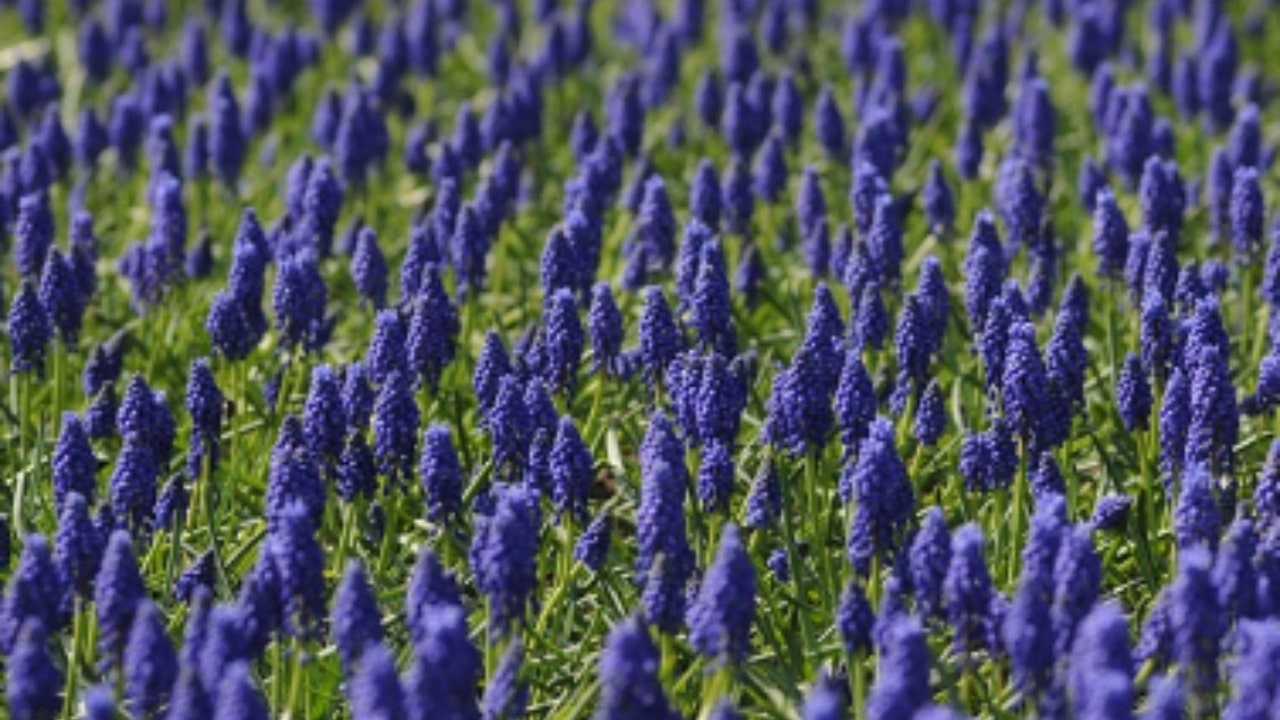 Le caratteristiche del Muscari