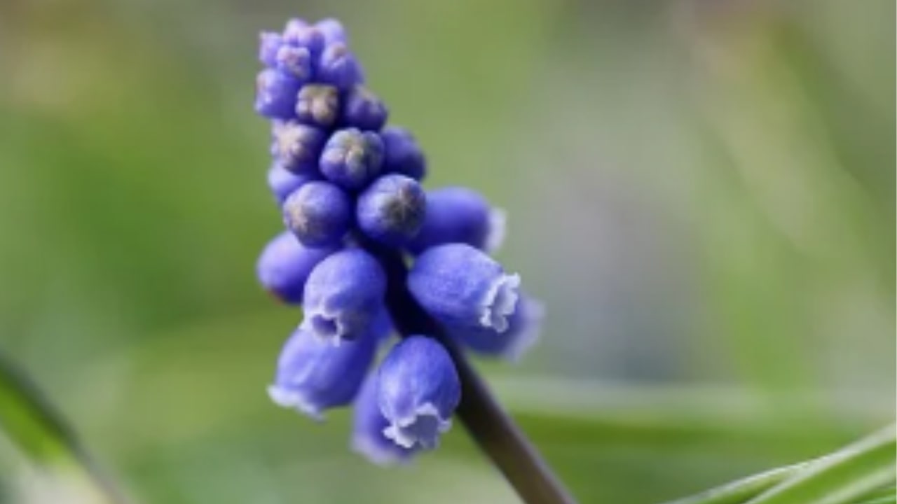 Le origini del fiore di Muscari