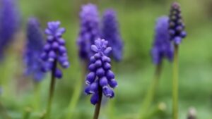 Muscari: curiosità, caratteristiche e cura della bulbosa dai fiori blu