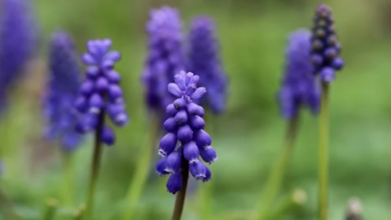 Come prendersi cura del Muscari